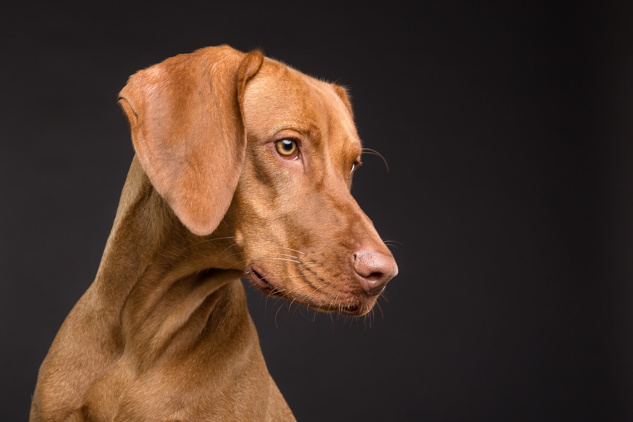 The Unique Features of the Xoloitzcuintli